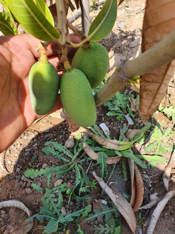 부지 Krishna Farm & Forest 빌라 외부 사진